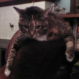 Meet your Posher, Alicat